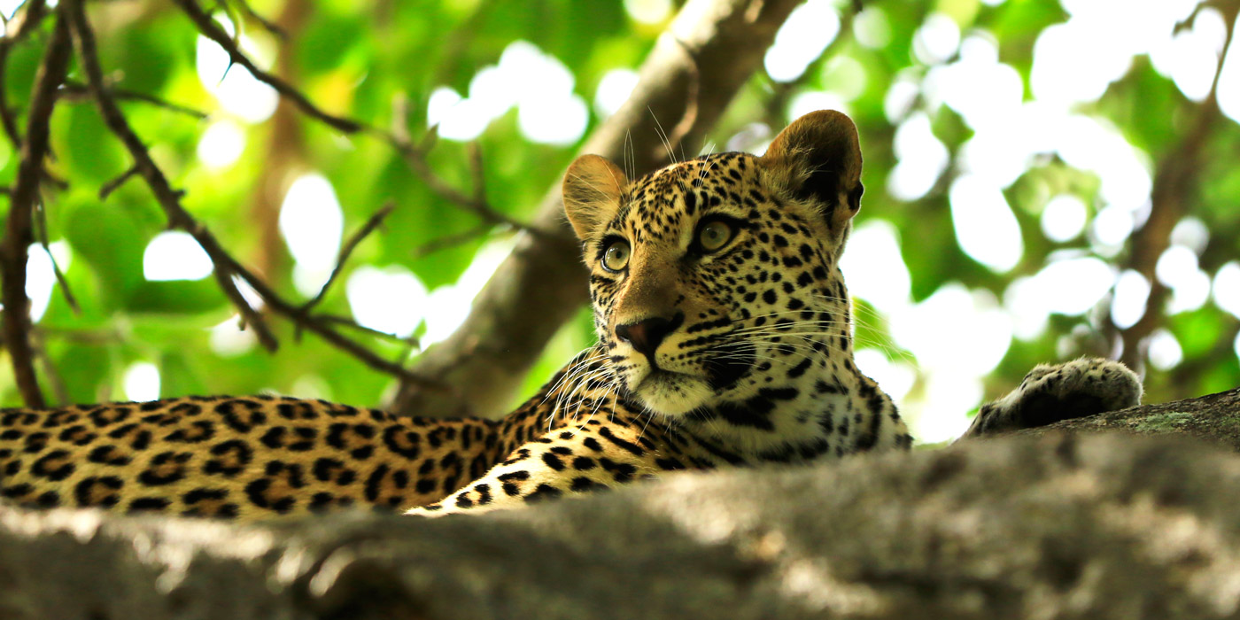 captured-in-africa-2015-home-banner-21